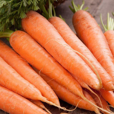 CYBEXIS NBIR-76 - Scarlet Nantes Carrot - (2250 Seeds) Seed(2250 per packet)