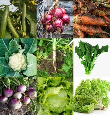 CYBEXIS Vegetable Plant Seeds Combo (9 types of seeds) Seed(10 g)