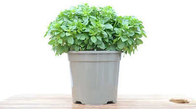 VibeX XLR-40 - Basil Dwarf Greek - (4500 Seeds) Seed(4500 per packet)
