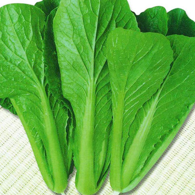 CYBEXIS Plant Pak Choi Seeds2000 Seeds Seed(2000 per packet)