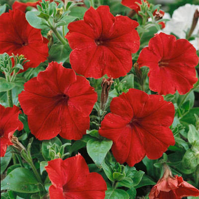 kranthi farms petunia Seed(30 per packet)
