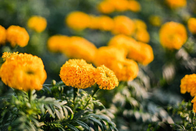 KRITHARTH marigold/gende ka phool flower seeds Seed(75 per packet)