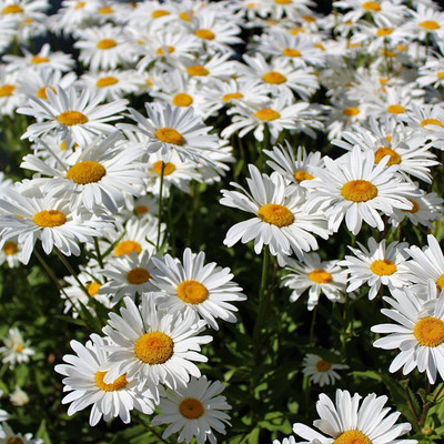 VibeX LX-47 - F1 Shasta Daisy Flower - (60 Seeds) Seed(60 per packet)