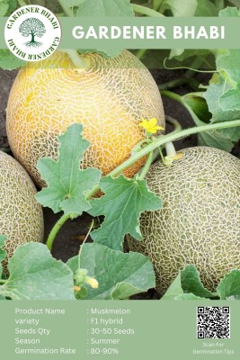 Gardener Bhabi Muskmelon F1 Hybrid Vegetable Seeds For Home Garden Seed(30 per packet)