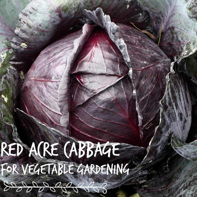 WILLVINE PUAS -VI Red Acre Cabbage Seeds [1g] Seed(300 per packet)