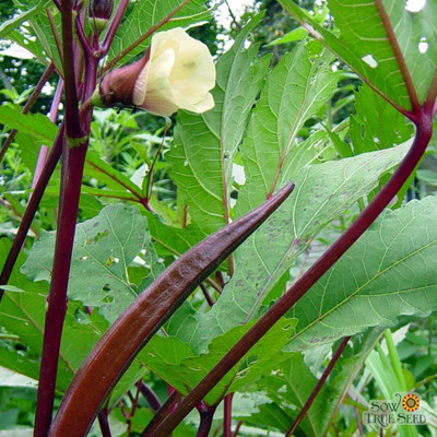 Qualtivate KGF -293 Hybrid/Non-GMO Red Bhindi/Okra Seeds Seed(100 per packet)