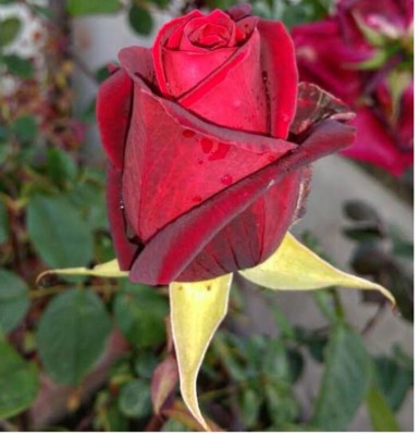 greenfarm NXC- Fragrant Rose Flower Seeds /Gulab Seeds, 70 X Seeds ,yte20 Seed(70 per packet)