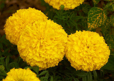Darshan Sandhya marigold,gende ka phool seeds Seed(20 per packet)
