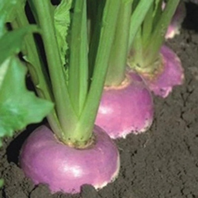 MYLAWN White Purple Ball Turnip/Shalgam Seed(2000 per packet)