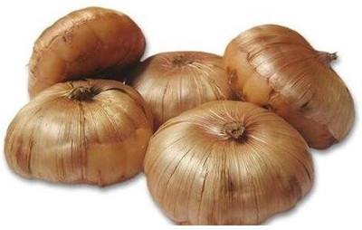 CRGO GLADIOULUS Seed(2 per packet)
