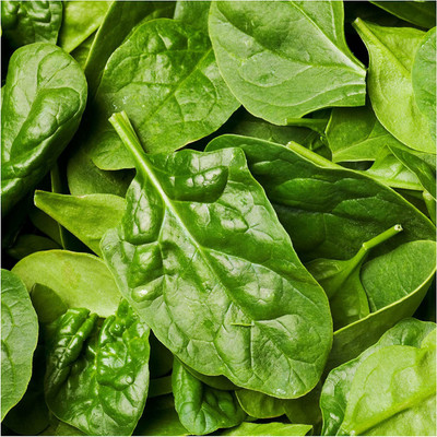 CYBEXIS XLR-6 - Giant Nobel Spinach - (2250 Seeds) Seed(2250 per packet)
