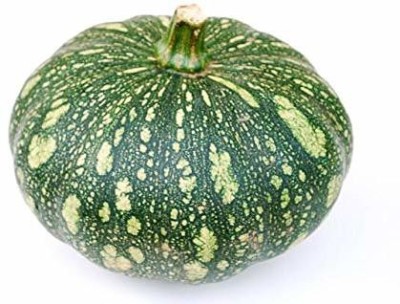 CYBEXIS LX-13 - Punjab Variety Kaddu Pumpkin - (900 Seeds) Seed(900 per packet)