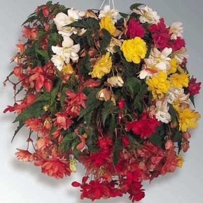 VibeX TLX-75 - Begonia - Illumination Mix - (270 Seeds) Seed(270 per packet)