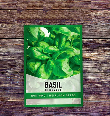 VibeX NBIR-76 - Basil Genovese Ocimum Basilicum - (1500 Seeds) Seed(1500 per packet)