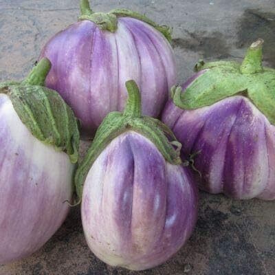 Qualtivate RES-2A Rosa Bianca Brinjal Eggplant Seeds Seed(300 per packet)