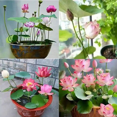 DEYS AGRO night lotus seeds best blooming lotus Seed(14 per packet)