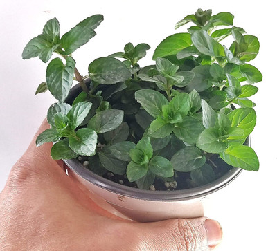 CYBEXIS LXI-56 - Chocolate Mint - (1350 Seeds) Seed(1350 per packet)