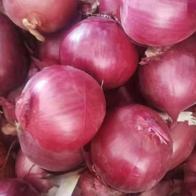 Quentova Red Onion Super Nasik-VDI-8N Seed(250 per packet)