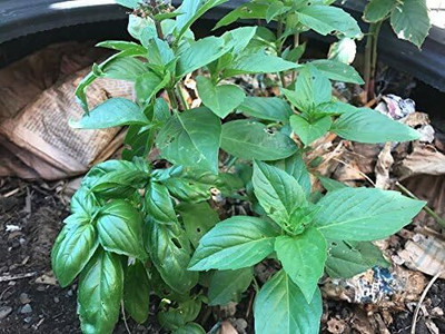 Qualtivate XLL-70 Thai Basil Seeds Seed(1000 per packet)