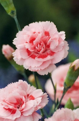 Lorvox Carnation Seed(20 per packet)