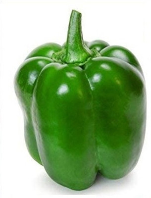 Qualtivate RES-9A Green California Wonder Capsicum Seeds Seed(100 per packet)