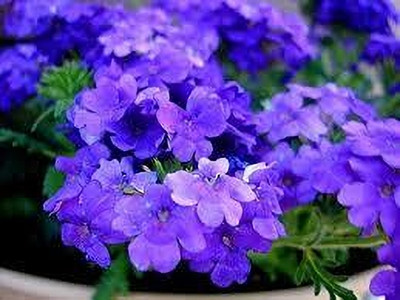 BJUBAS perennial verbena seeds pack of 24 Seed(24 per packet)