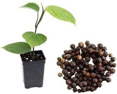 TRICONE Black Pepper Kali Mirch (Piper Nigrum) Home Garden 60 Seeds A17 Seed(60 per packet)