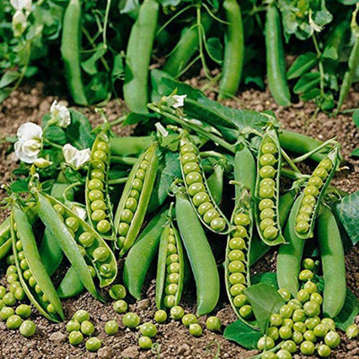 CYBEXIS Green Pea Seeds800 Seeds Seed(800 per packet)