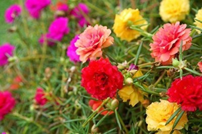 Qualtivate KGF -58 Flower Seeds: Portulaca Butterflies Mix Seed(100 per packet)