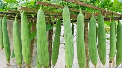 HYBRID SPONGEGOURD SEEDS TORI, Sponge gourd Seed(20 per packet)