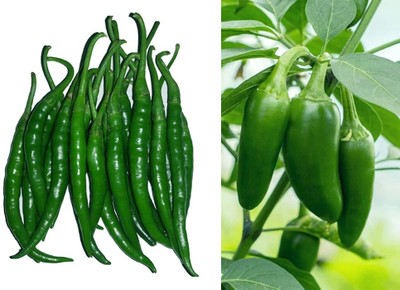 WILLVINE HAR -II Chilli Teja & Chilli Bullet Hybrid Seeds[25gm, 5000 Seeds] Seed(5000 per packet)