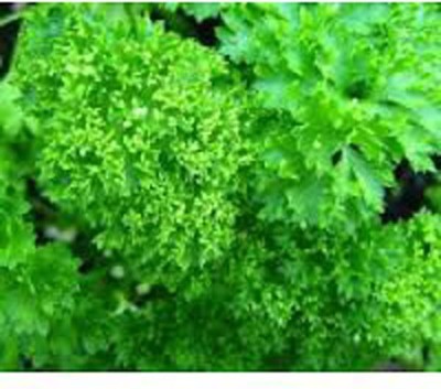 VibeX ® XXL-119 Herb Curly-Leaf Parsley Paramount Green Seed(500 per packet)