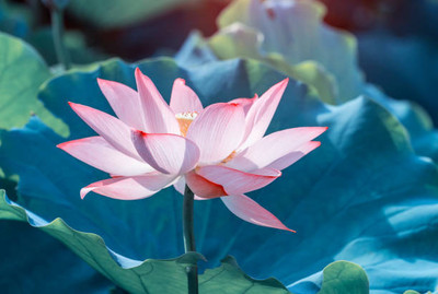 Heirloom Quality lotus,kamal gatta Seed(14 per packet)