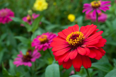GREENSEA Zinnia Mixed Flower Seed(47 per packet)