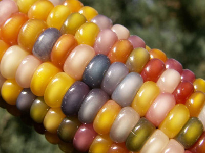 VibeX ® VXI-134 Glass Gem Corn Seeds Seed(500 per packet)