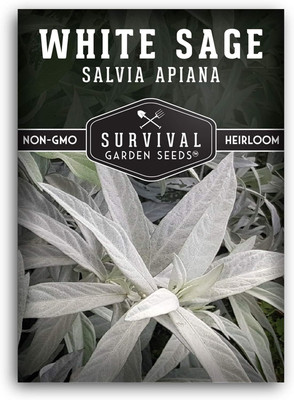 Qualtivate GBPT-7A White Sage Seeds Seed(100 per packet)