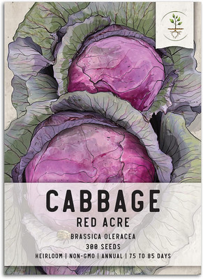 WILLVINE GOI -XIII Red Acre Cabbage Seeds [50g] Seed(15000 per packet)