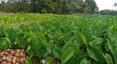 KANAYA Taro Root / Arbi / Dasheen / Eddoes Vegetable Bulbs Home Outdoor Gardening Bulbs Seed(12 per packet)
