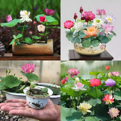 ibains Japanese lotus seeds for planting in water bij 5 Seed(5 per packet)