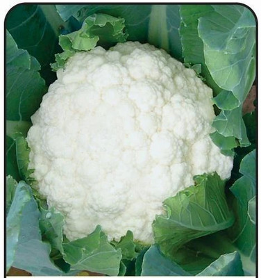 KNESSiN Early Kunwari Cauliflower Seed(1250 per packet)