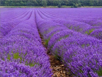 ActrovaX Lavender Herb F1 Hybrid [1gm Seeds] Seed(1 g)