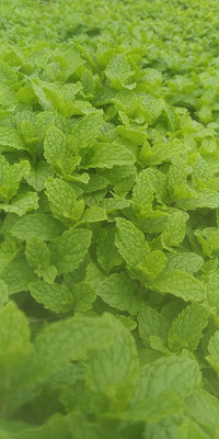 KANAYA Mint/Pudina Hybrid Seed(60 per packet)
