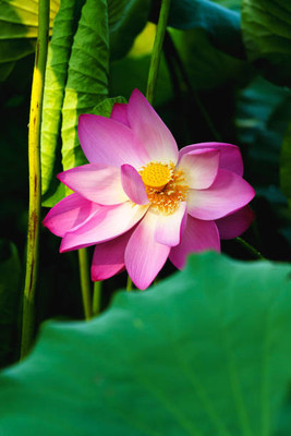 SUNWAN lotus,kamal gatta Seed(14 per packet)