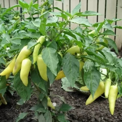 MAA Green Chilli, Chilli Pepper, Mirchi Seed(30 per packet)