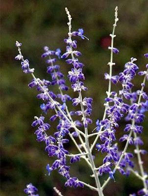 CYBEXIS LX-13 - Russian Sage Herb - (1350 Seeds) Seed(1350 per packet)