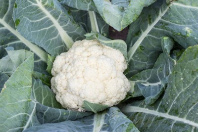 GardenUp white cauliflower,gobhee seeds Seed(40 per packet)