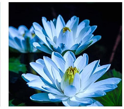 VibeX XLL-86 - Water Lily Lotus - (90 Seeds) Seed(90 per packet)
