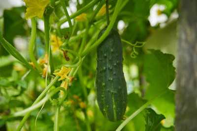 AFARTIOBINA 116 Pc Cucumber Seeds Seed(116 per packet)