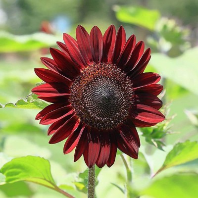 CYBEXIS GBPUT-27 - Cherry Chocolate Sunflower - (150 Seeds) Seed(150 per packet)