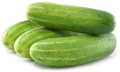 Qualtivate HYB-9A Cucumber F1 Hybrid Seeds Seed(300 per packet)